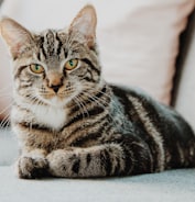 selective focus photo of gray tabby cat