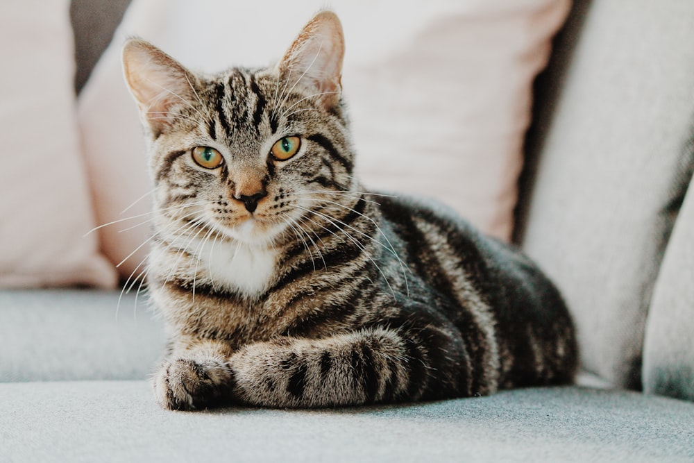 Fakty i mity o kotach - czy koty nie przywiązują się do człowieka?
