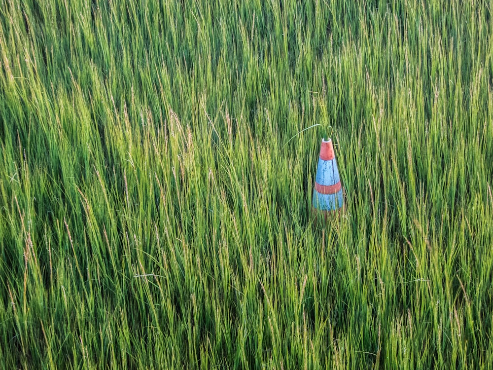 blue cone on green grass