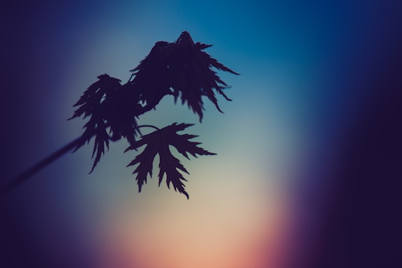 A clean, blue-themed illustration of a maple leaf combined with a pathway leading towards a Canadian skyline.