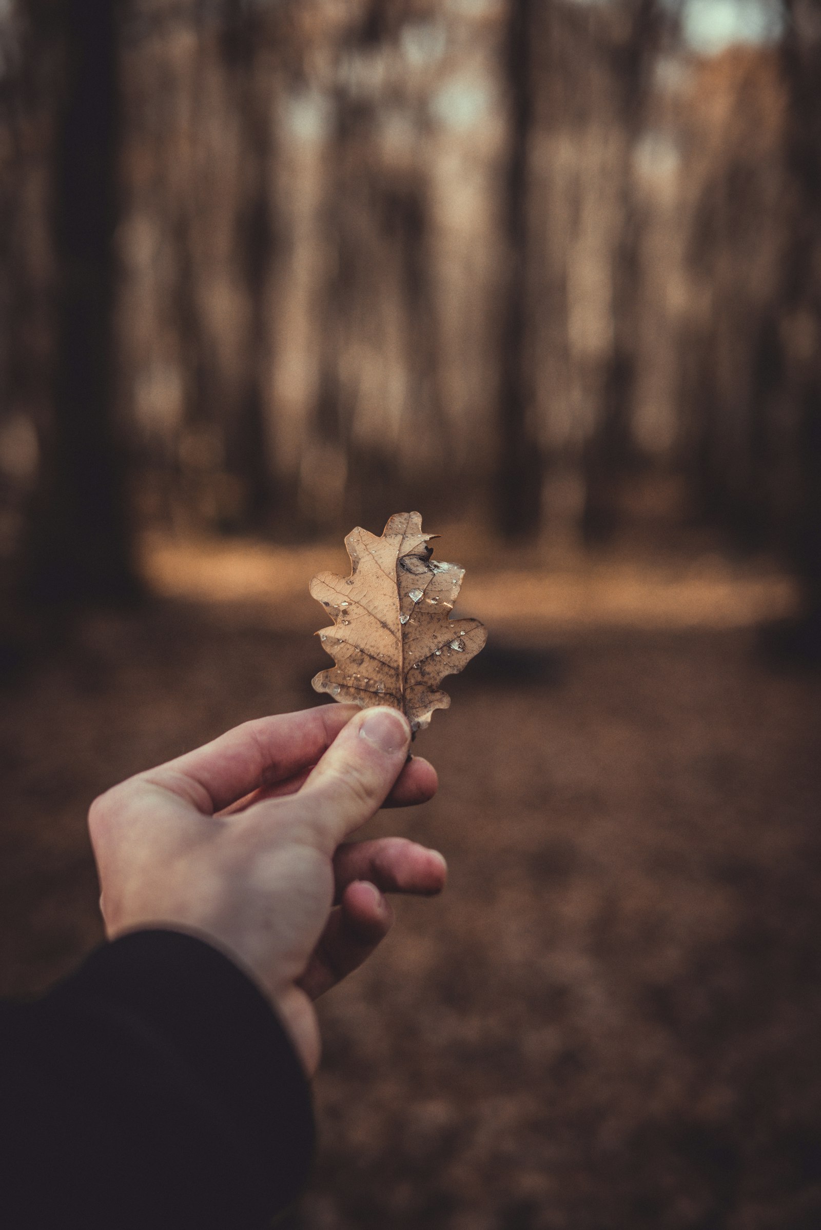 Panasonic Lumix DMC-G7 + Panasonic Leica DG Summilux 25mm F1.4 II ASPH sample photo. Person holding dry leaf photography