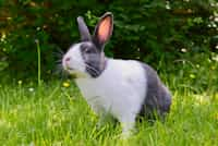 Rabbit












                                                     - Pragya haiku-for-animals stories