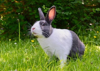 white and black rabbit on green grass