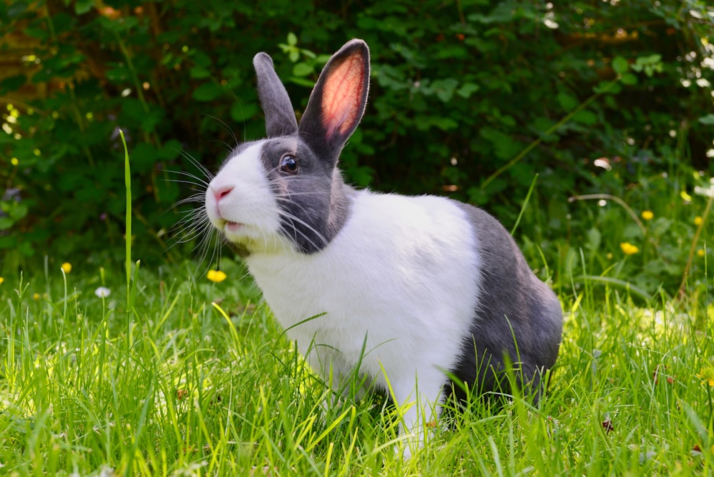white and black rabbit on green grass