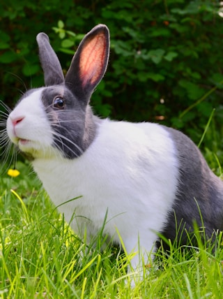 white and black rabbit on green grass