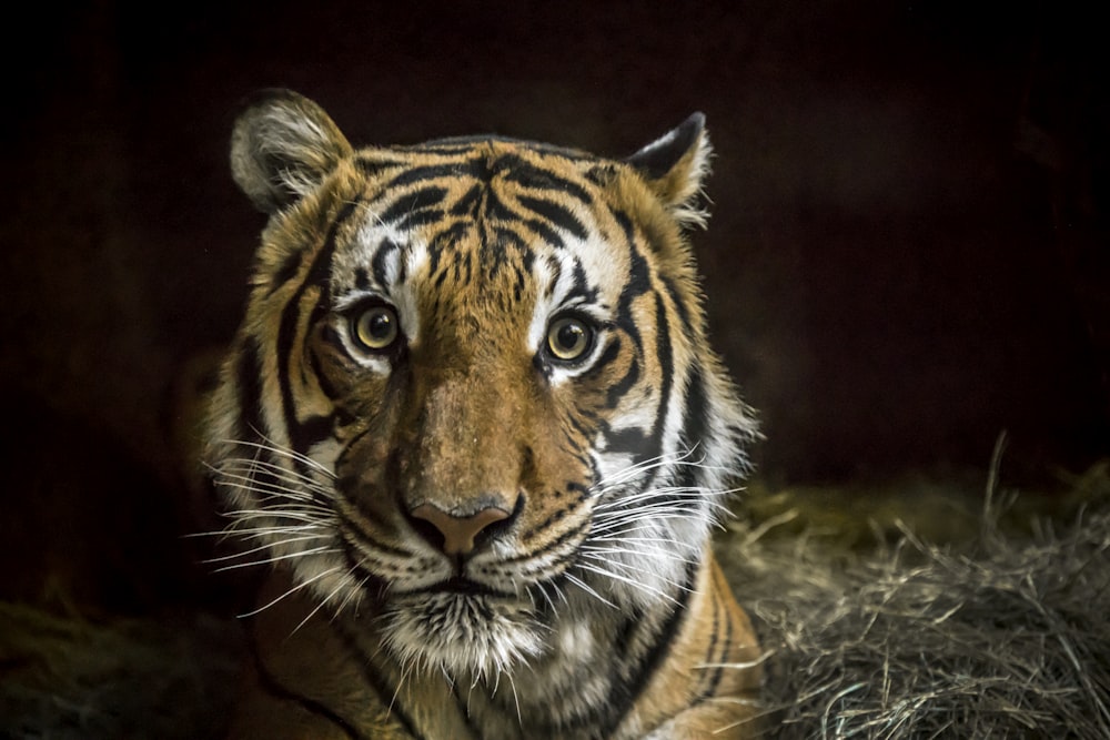Tiger mit schwarzem Hintergrund