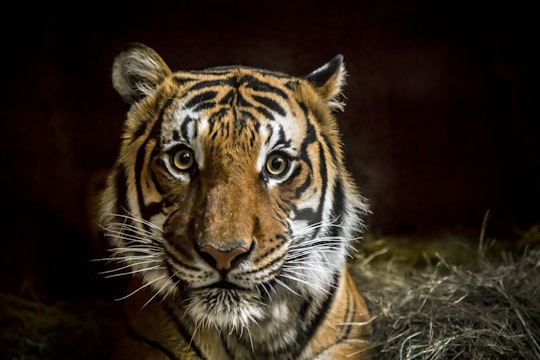 tiger with black background in San Diego Zoo Safari Park United States