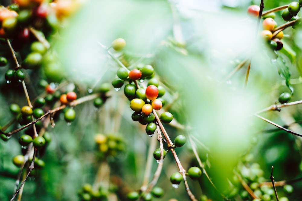 Flachfokusfotografie von Kaffeebohnen