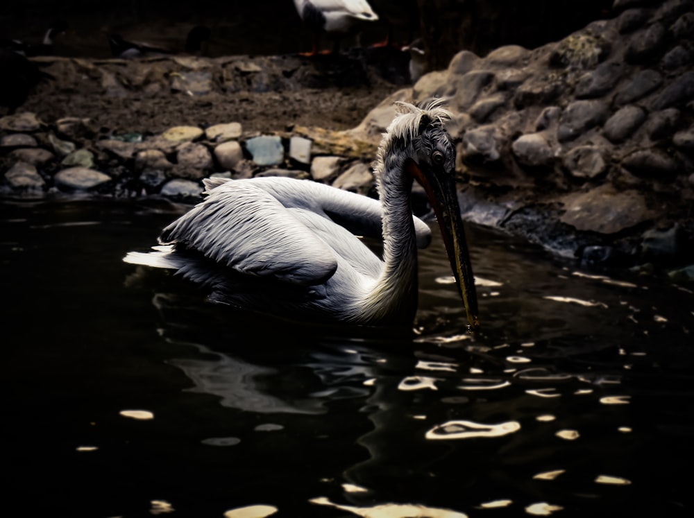 white and gray bird of lake water