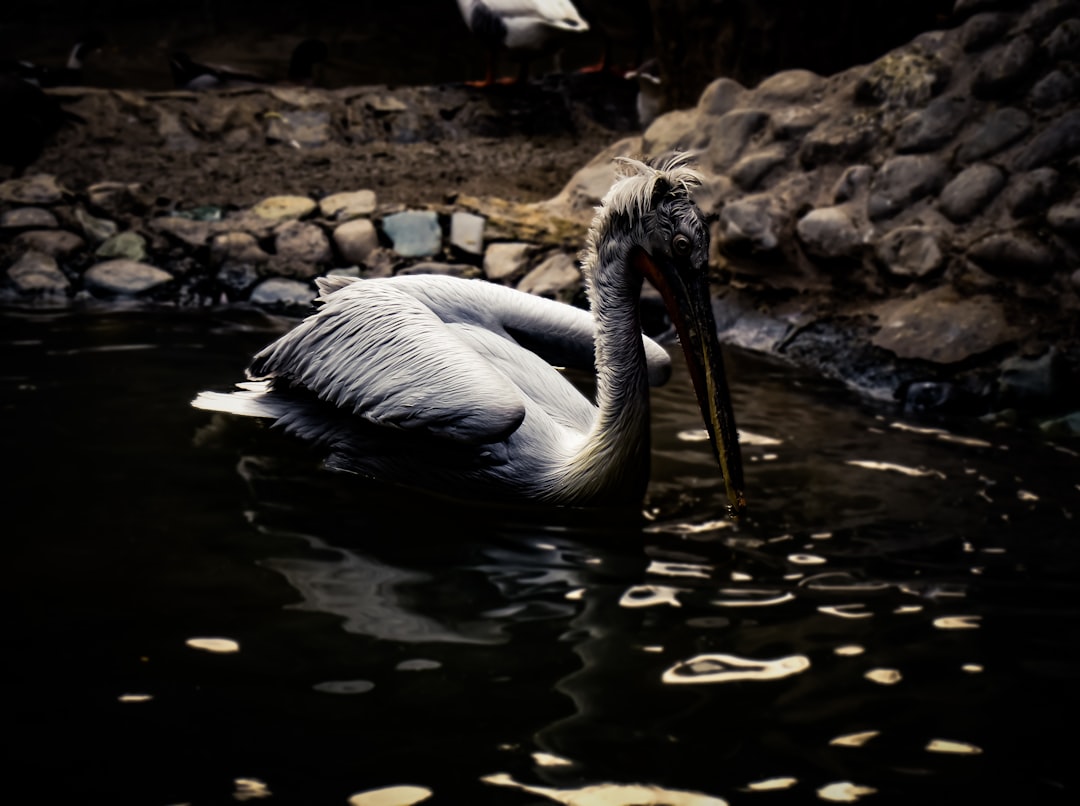 Wildlife photo spot Dar Abad Karaj