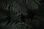 green leafed plants