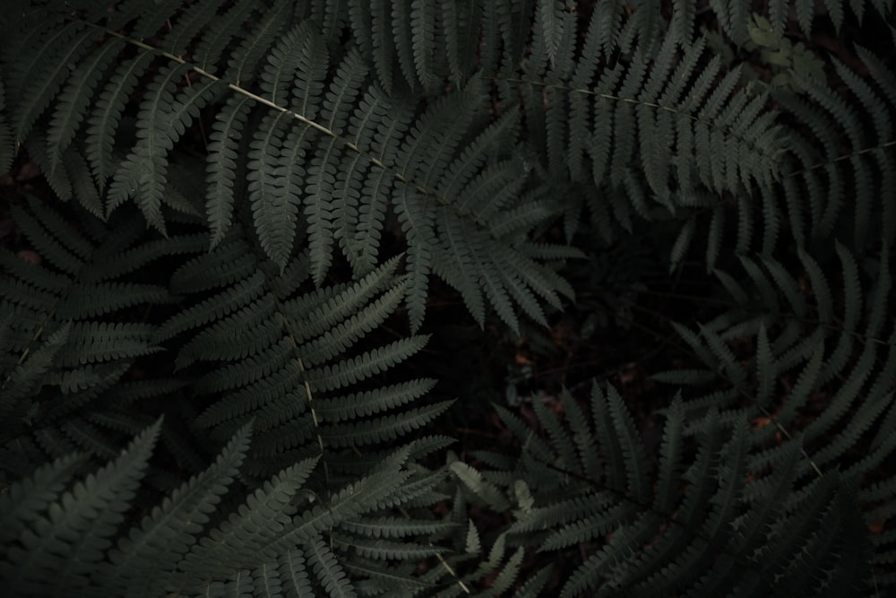 green leafed plants