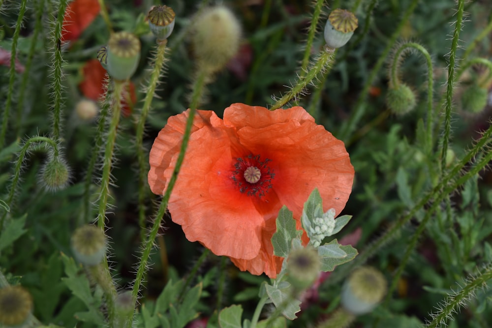 closeup photo of orange poppy flower