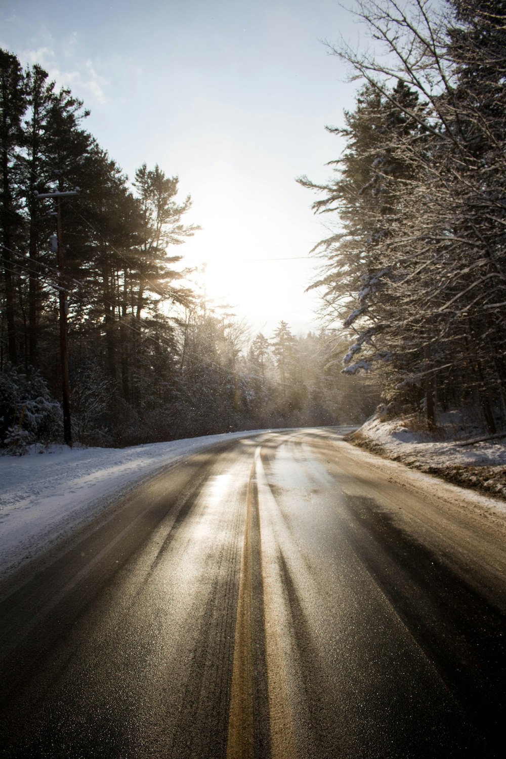 empty road between trees