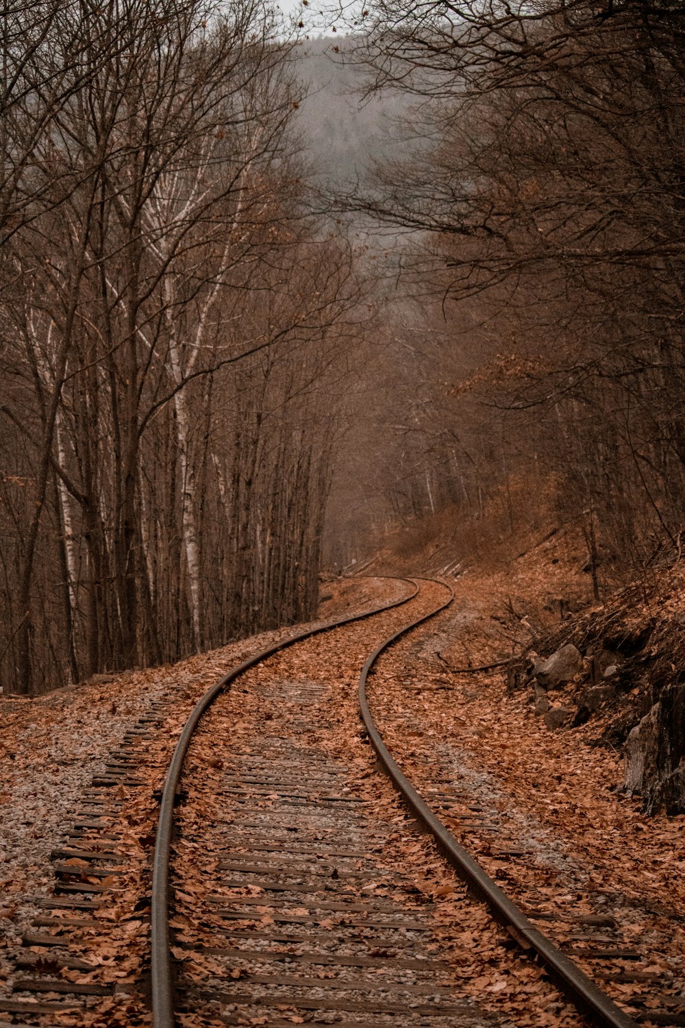 숲 사이의 기차 레일의 풍경 사진
