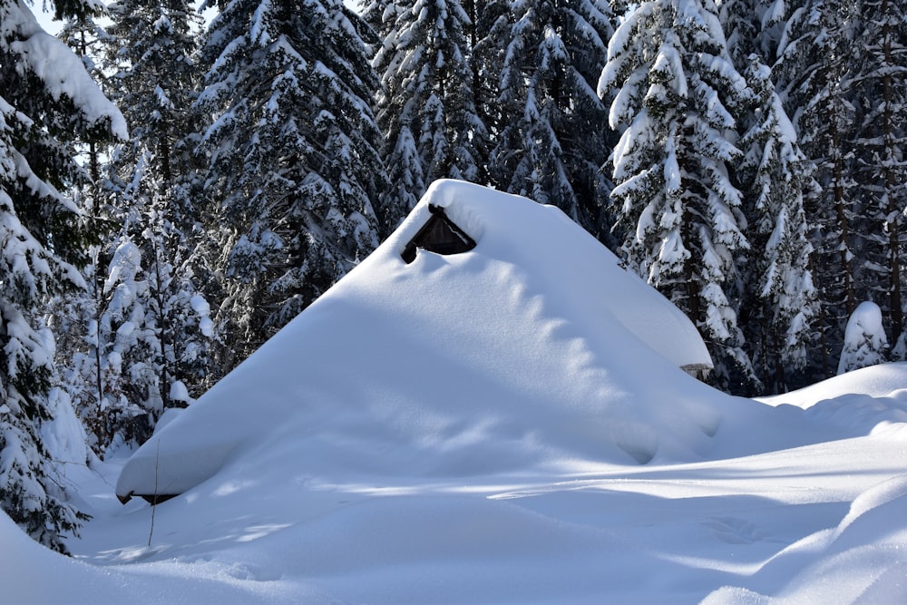 Haus in der Nähe von schneebedeckten Bäumen