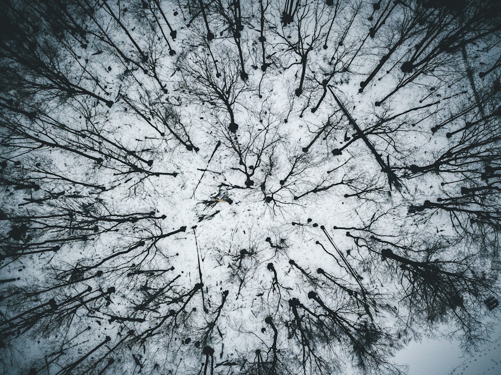 bird's eye view photography of bare trees