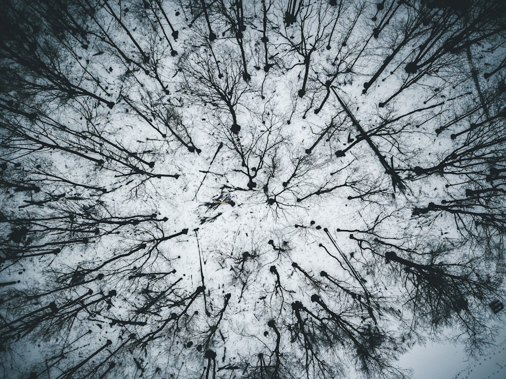 Fotografia a volo d'uccello di alberi spogli