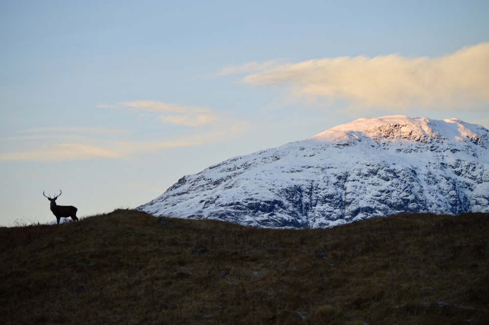 deer on top of mountain during daytime