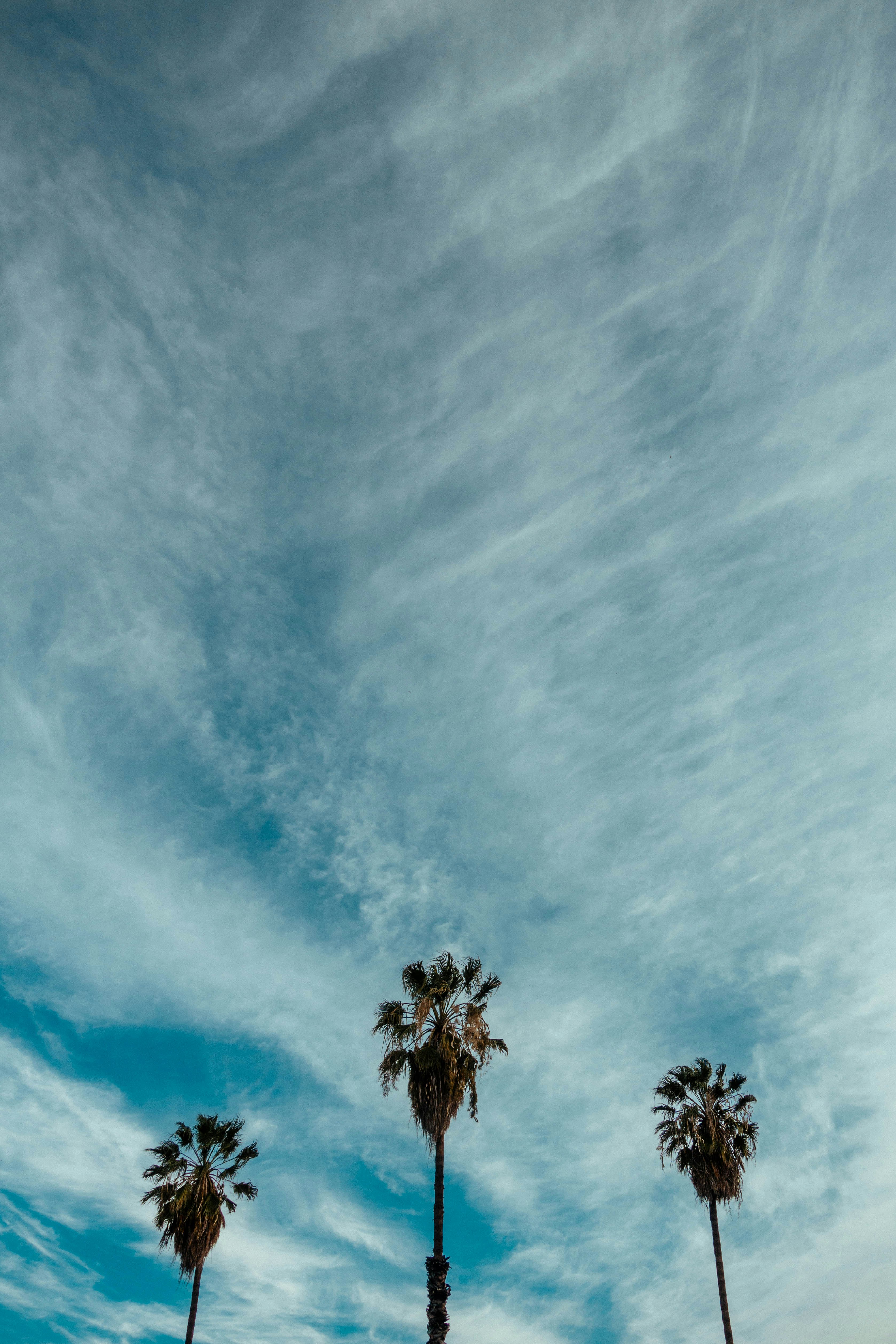 three palm trees under stratus clouds