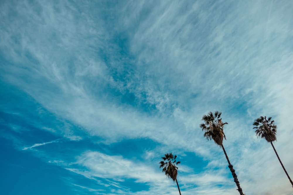 low angle photo of three brown trees under blue and white cloudy sky