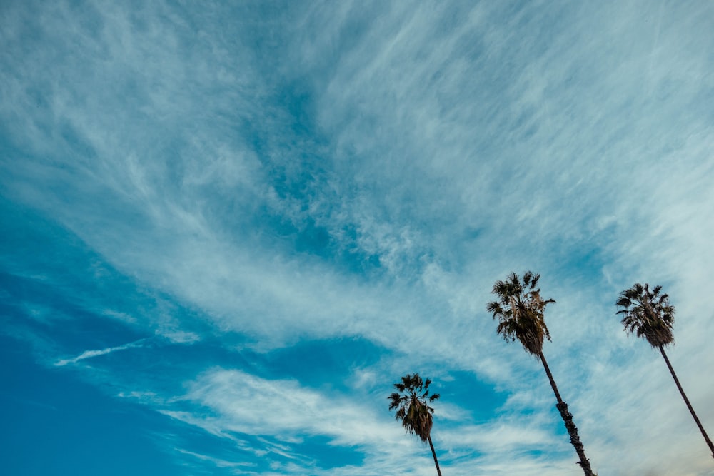 青と白の曇り空の下の3本の茶色の木のローアングル写真