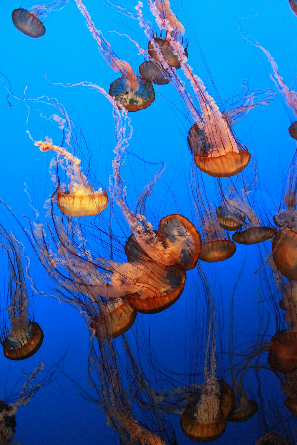 beige jellyfishes