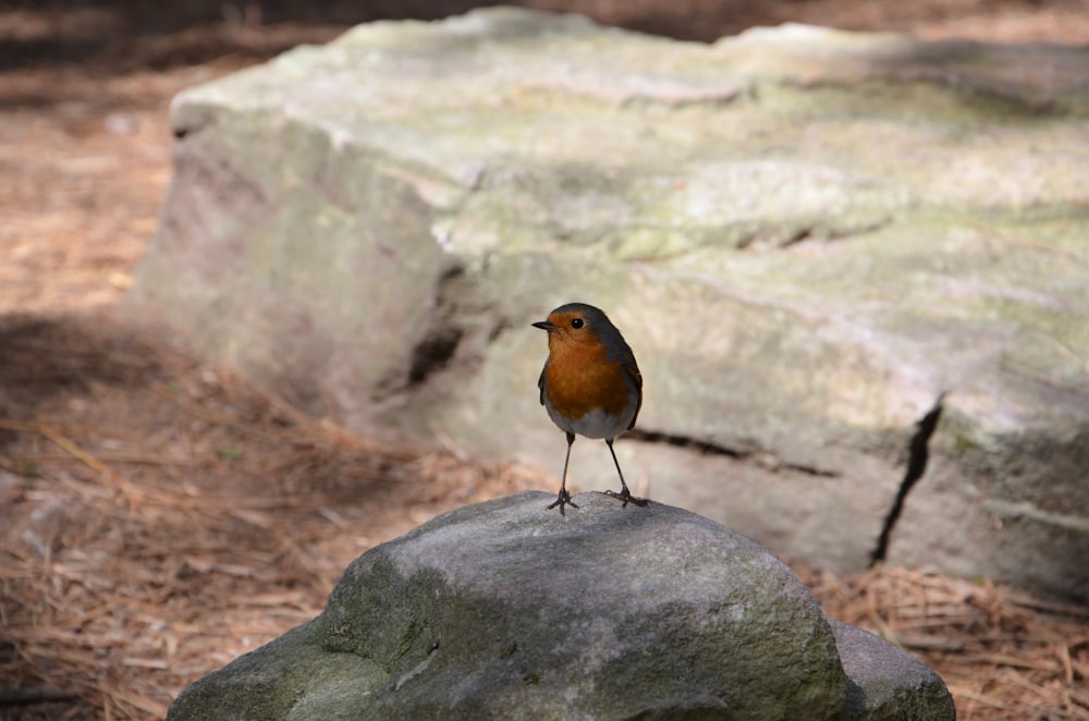 灰色の岩にとまる茶色と黒の鳥