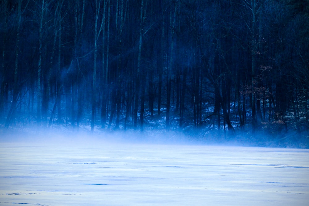 landscape photography of bare trees