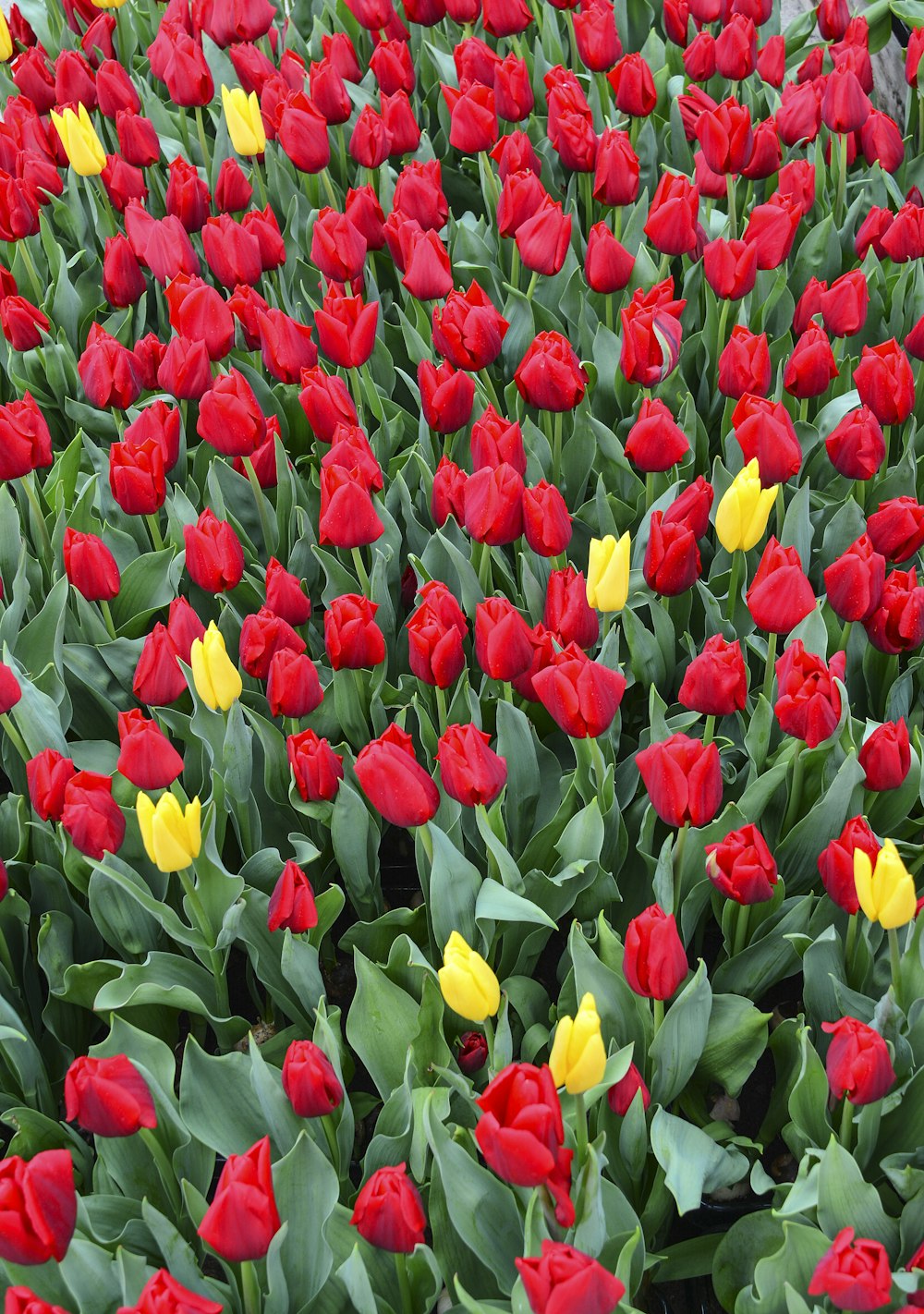 Rote und gelbe Tulpen unter sonnigem Himmel