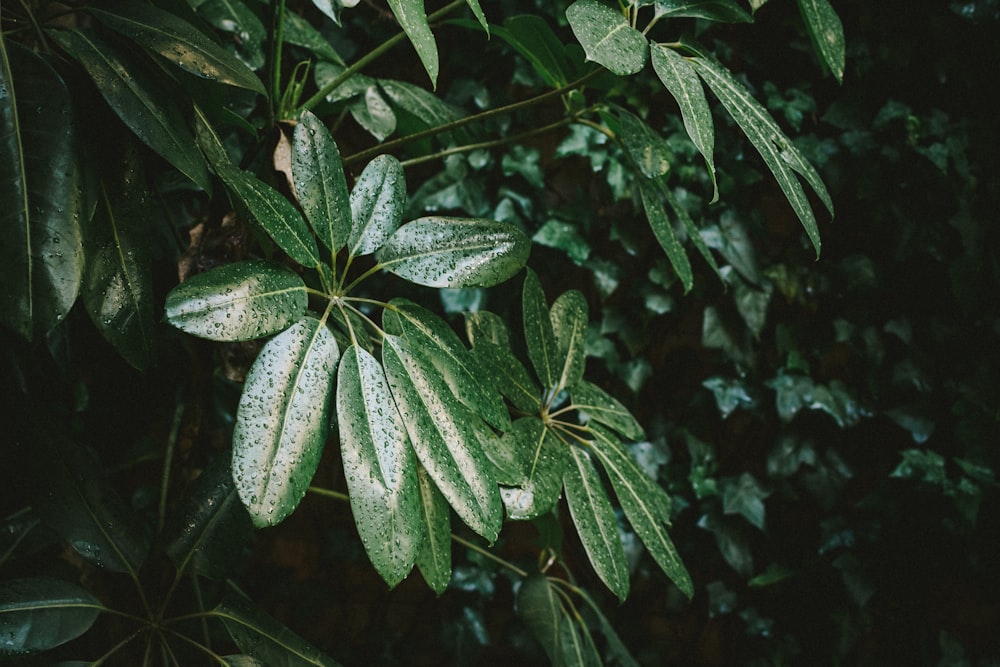 closeup photo of green leafed tree