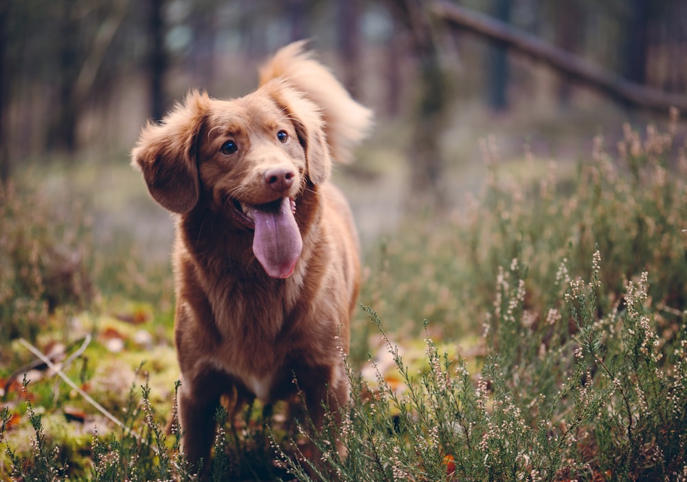 Nova Scottia Duck Tolling Retriever mostrando língua no campo de grama durante o dia