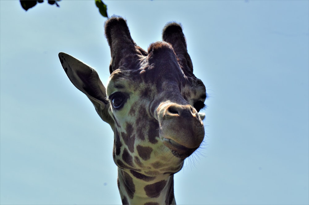 brown giraffe standing under blue sky