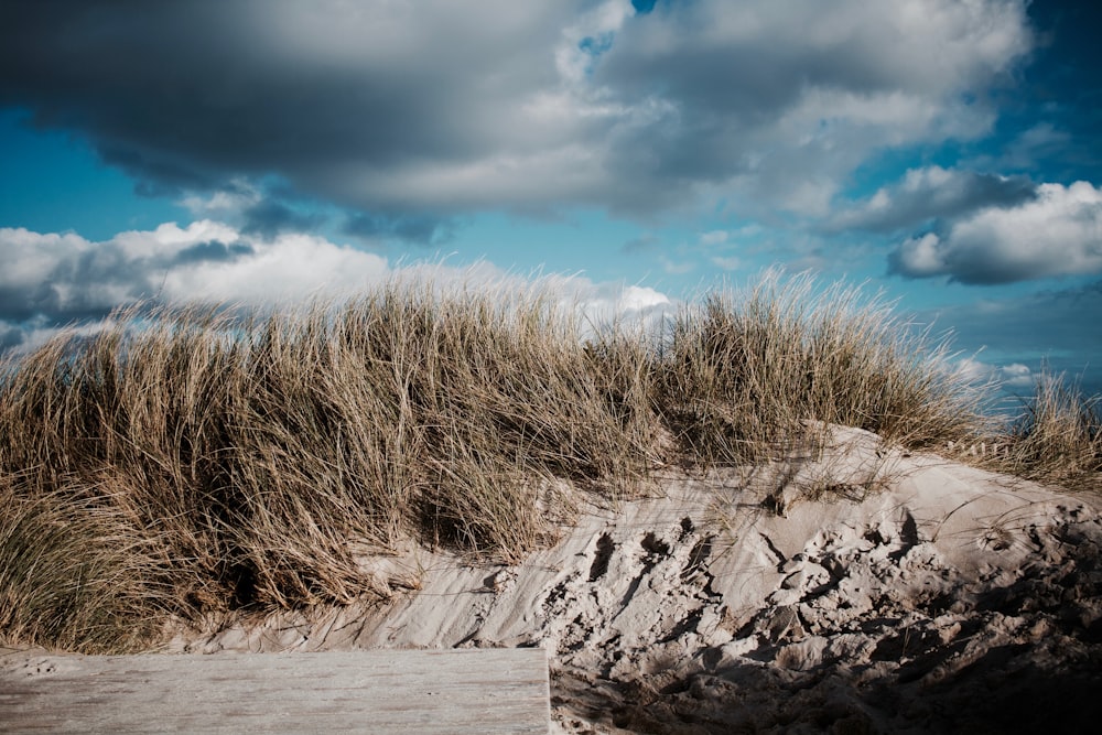 dried grasses under cloudy sky during daytime