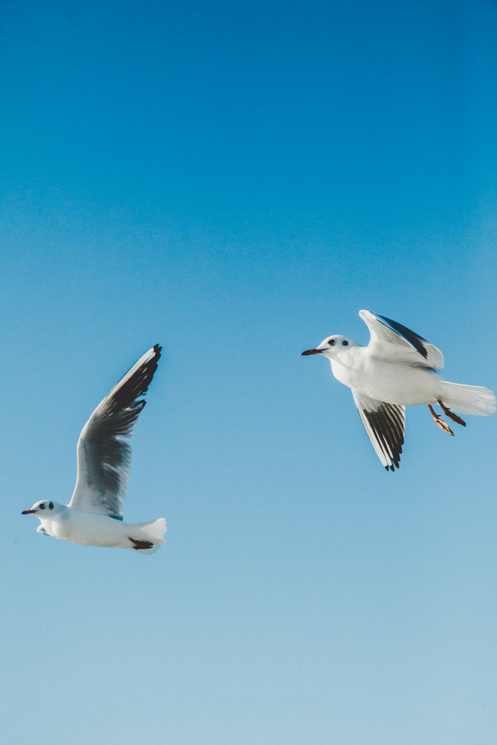 white and black seagull mid air