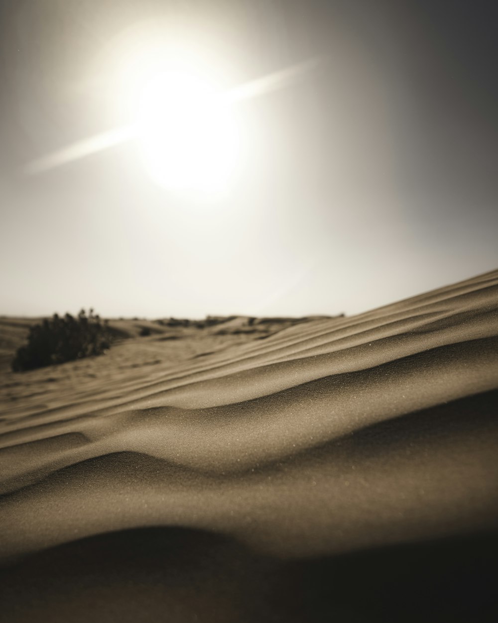 silhueta da planta no deserto durante o dia