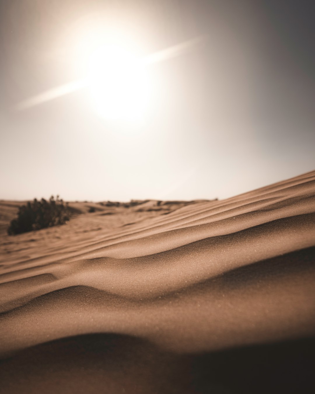 silhouette of plant on desert during daytime