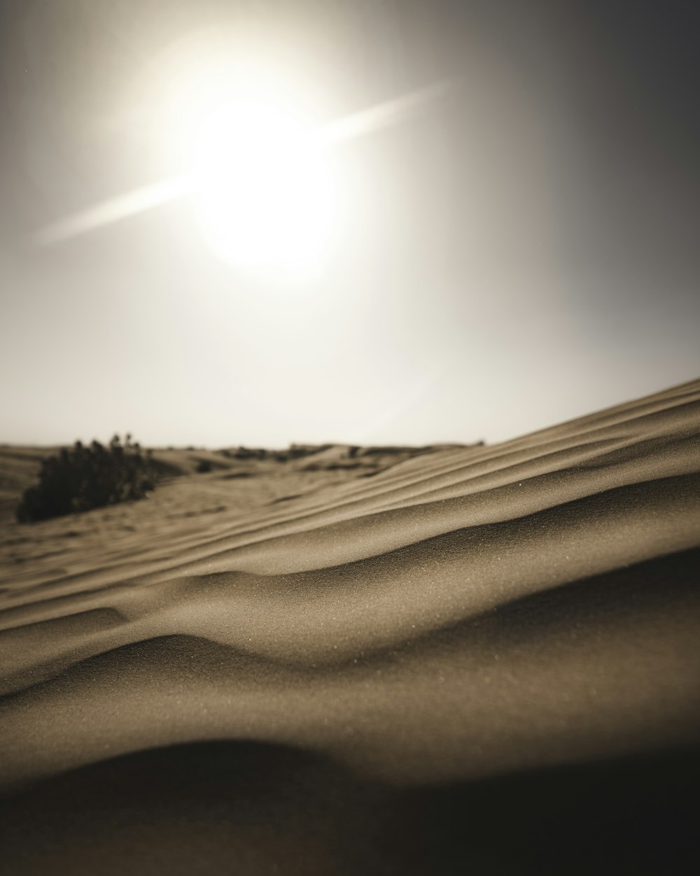 silhouette of plant on desert during daytime