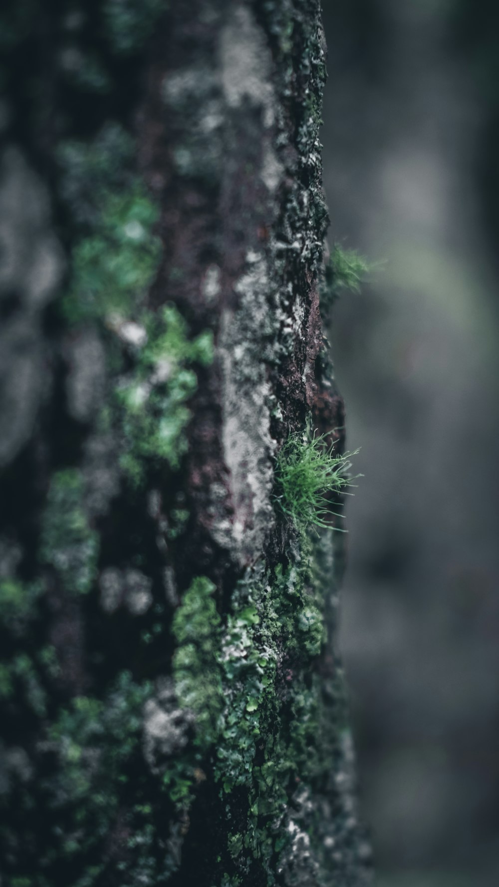 tilt shift lens photography of grass