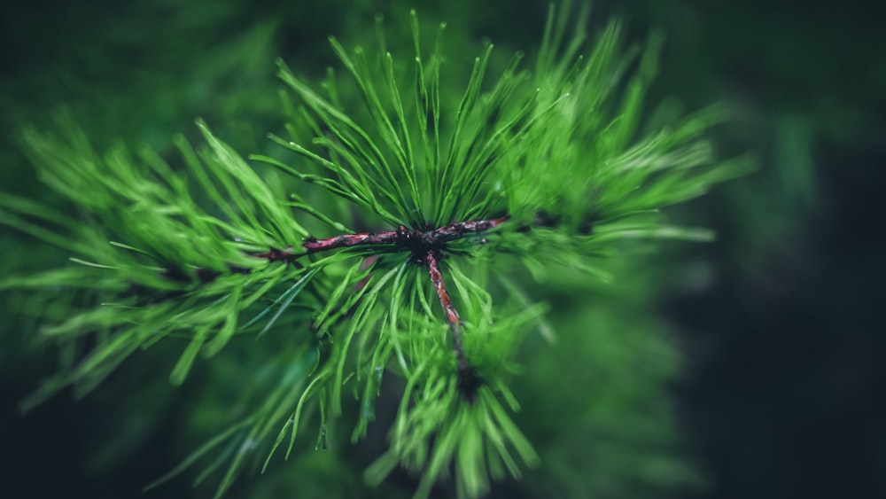 selective photography of pine tree