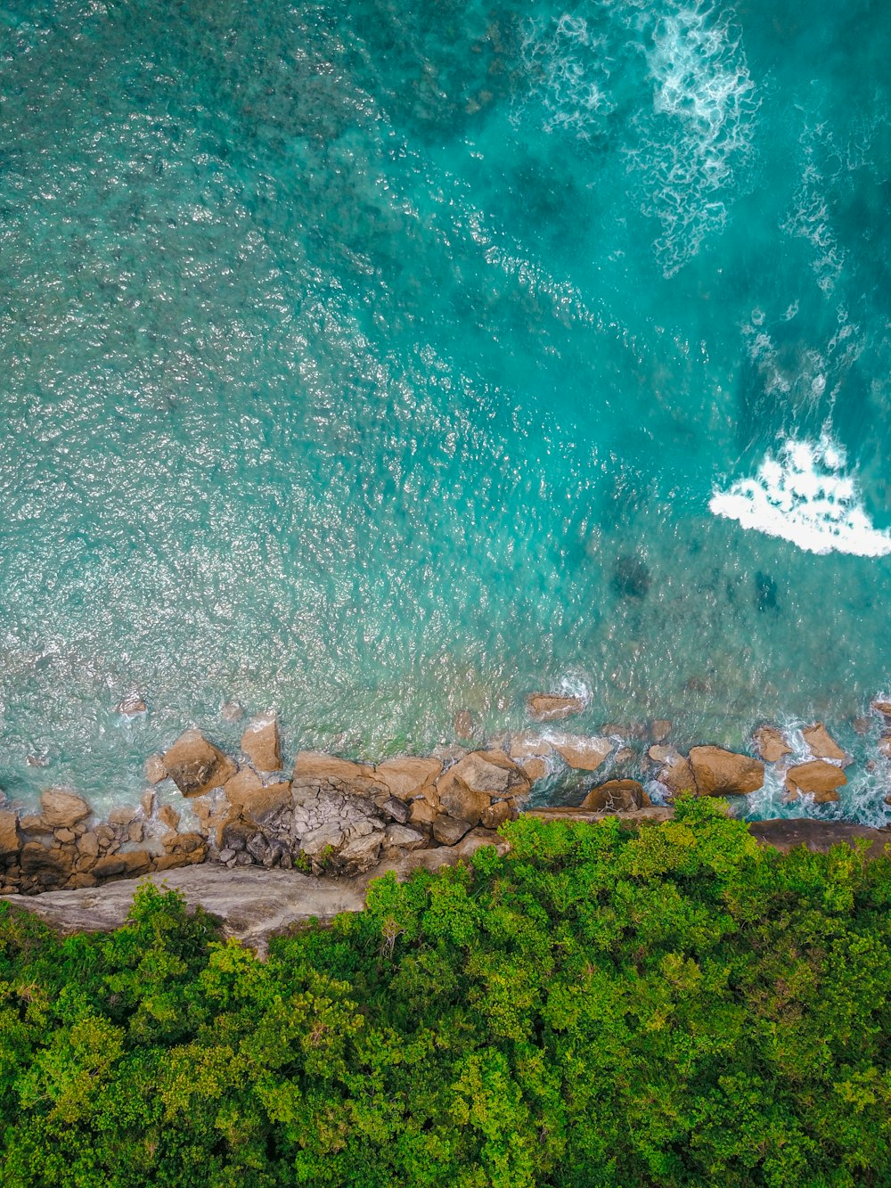 bird's eye view of green leafed trees near body of water