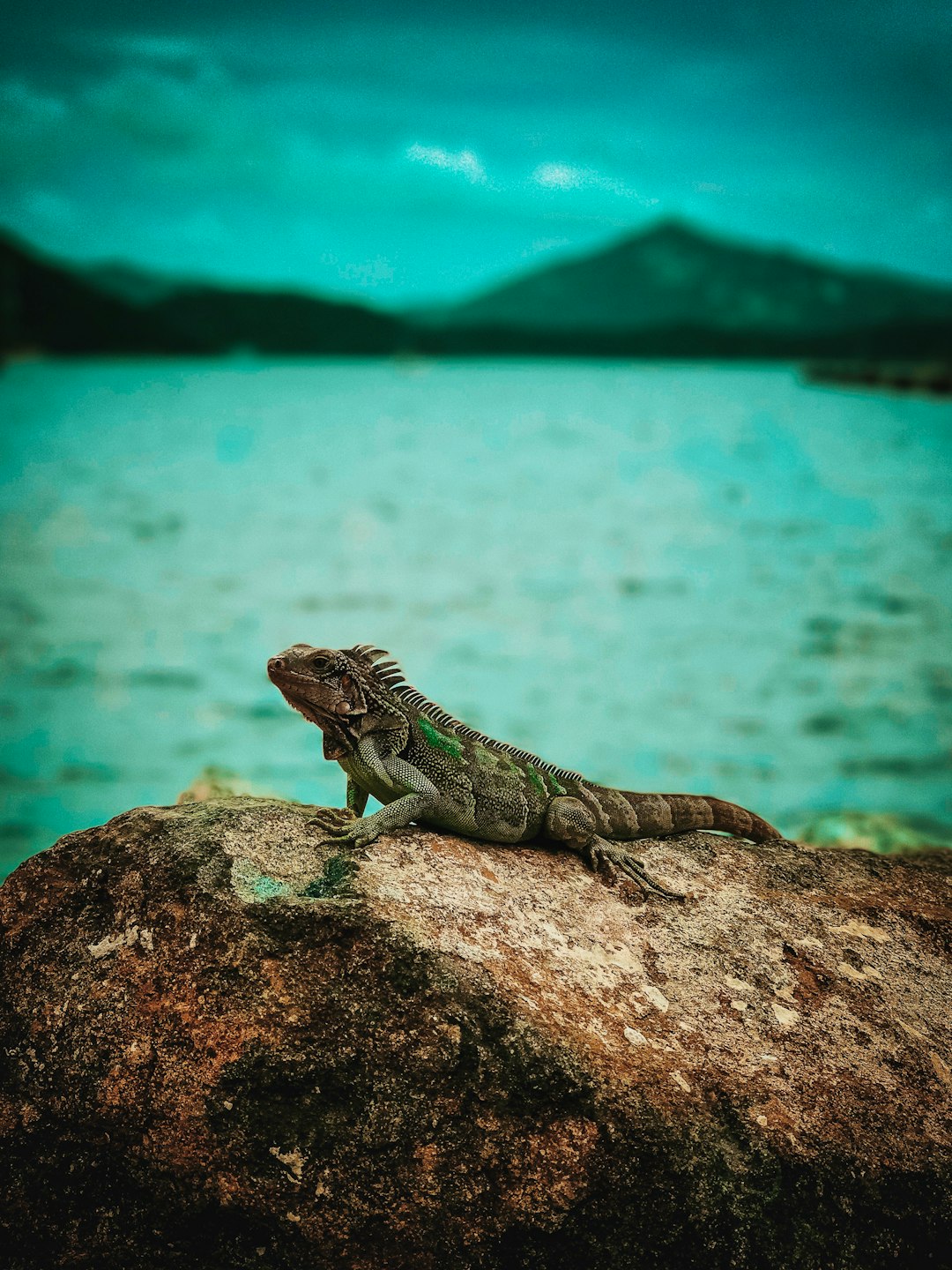 shallow focus photography of iguana on top of rock