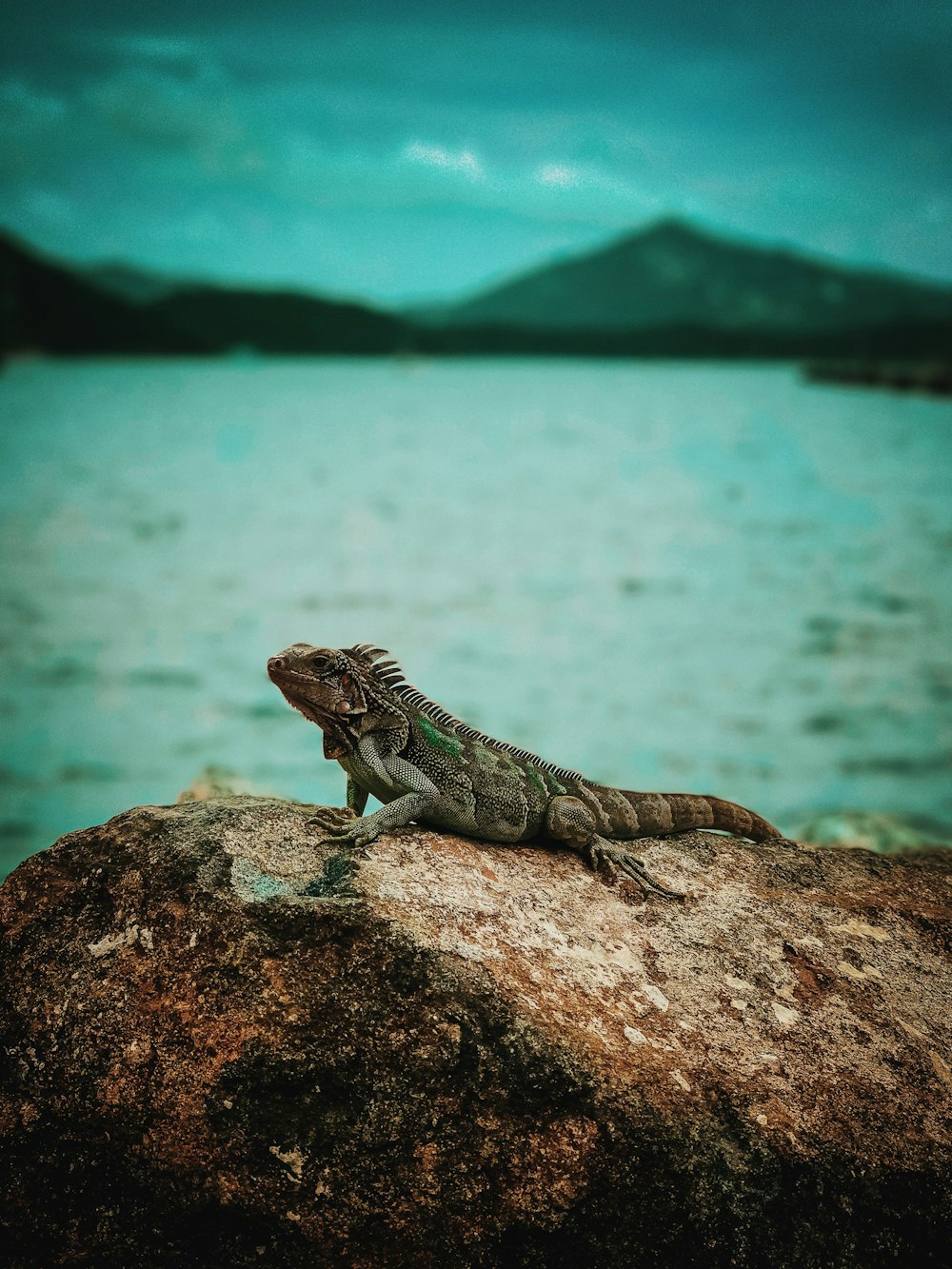 Fotografia de foco raso de iguana no topo da rocha