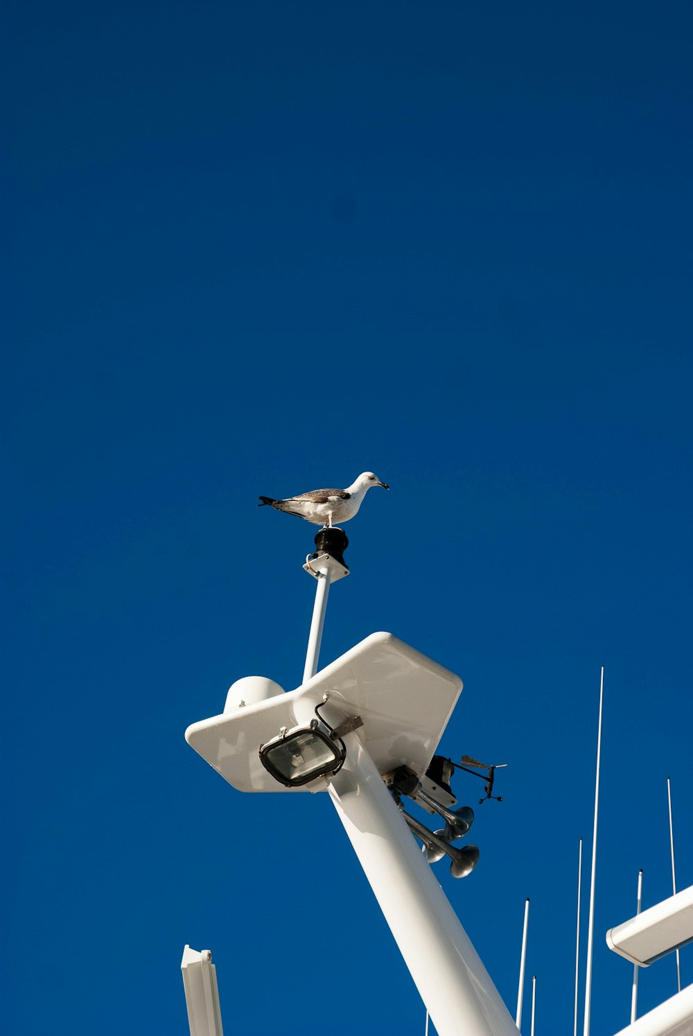 Weißer Vogel sitzt tagsüber auf weißem Metallpfosten unter blauem Himmel