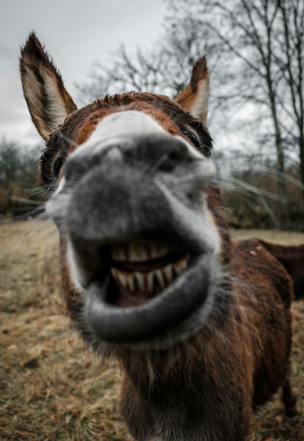 shallow focus photography of brown donkey