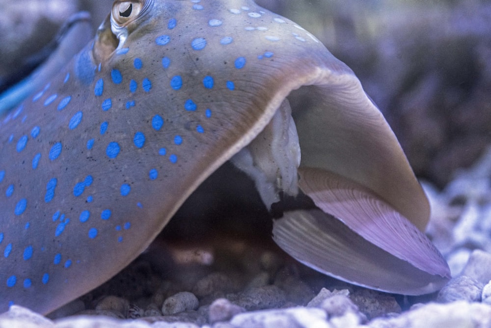 gray manta ray