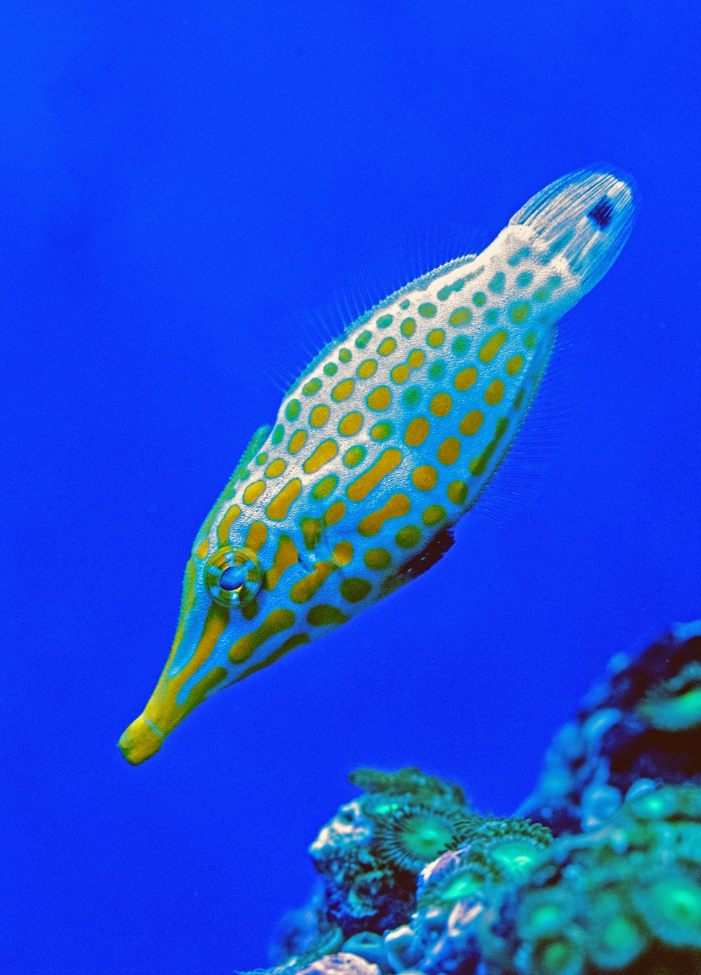 Photographie sous-marine de poissons blancs et jaunes