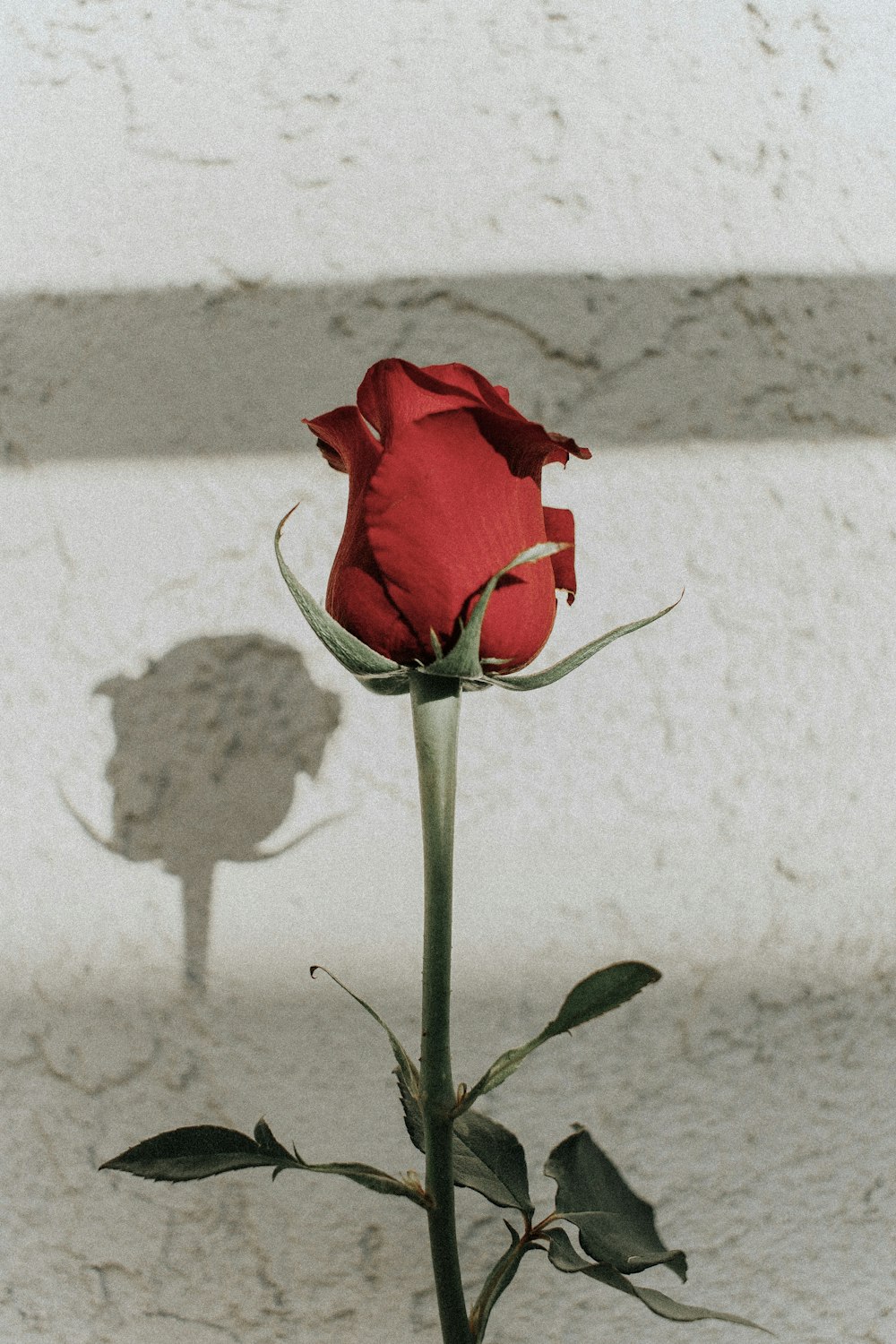 Fotografia a fuoco superficiale della rosa rossa