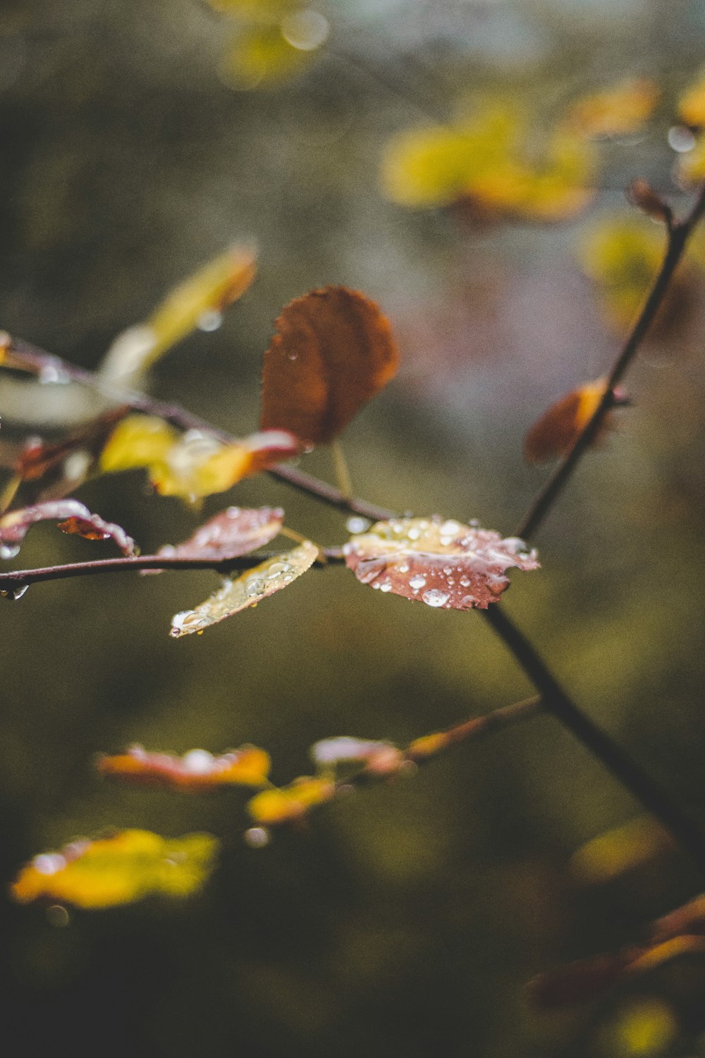 selective focus photography of brown leafed plant with water dew