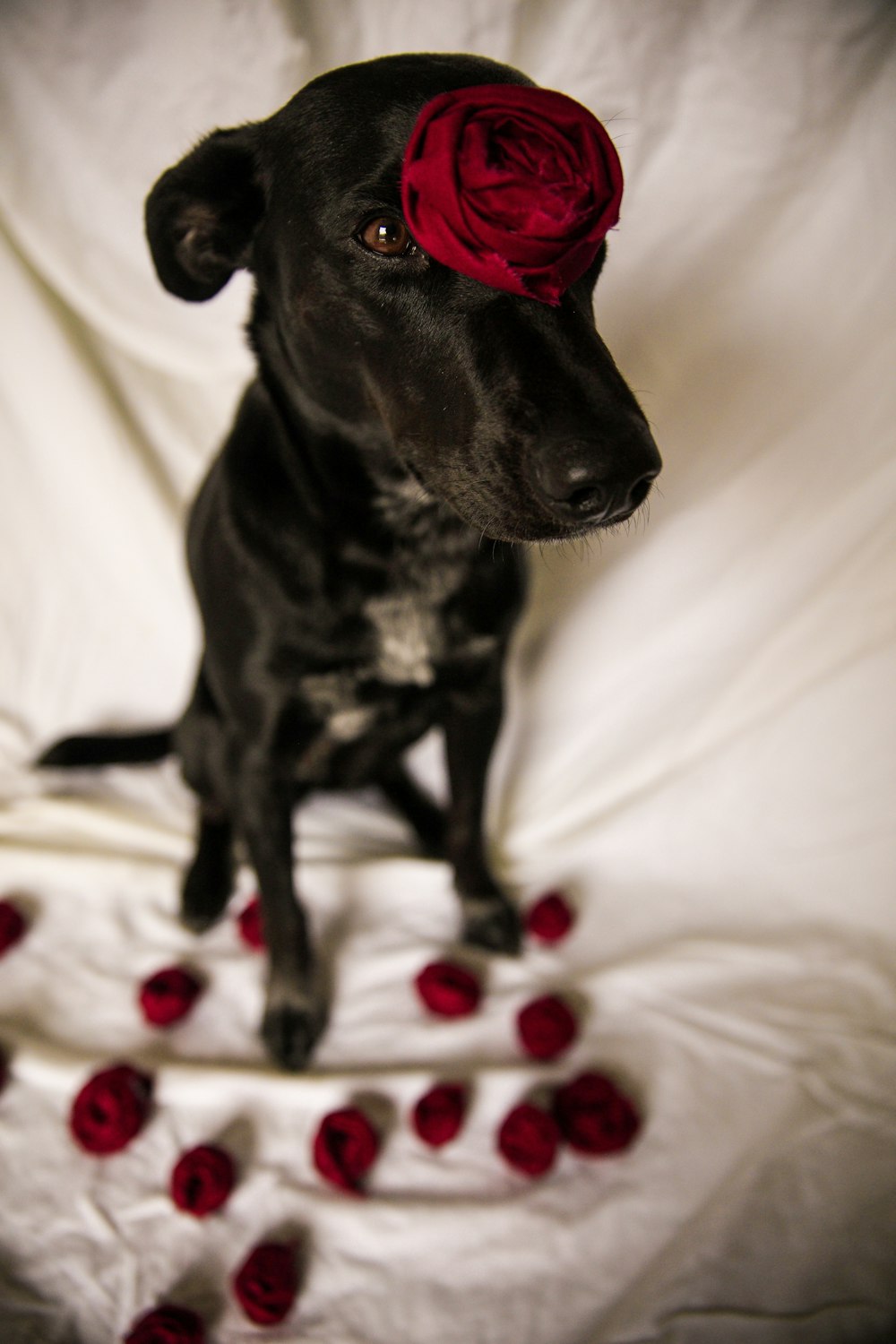 perro negro de pelaje corto parado quieto con una rosa roja en la cabeza